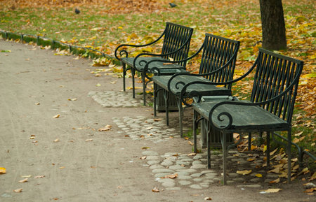 Deep autumn in park, trees and yellow leafsの写真素材