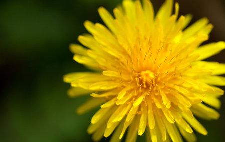 yellow dandelion flower on green backgroundの写真素材