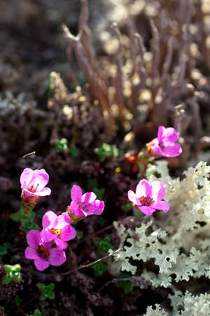 Saxifraga bryoides, rockfoil mountain nord polar violet plantの写真素材