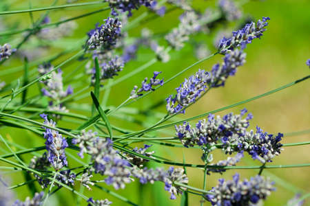 Lavender bush in green field, violet color, aromatherapyの写真素材