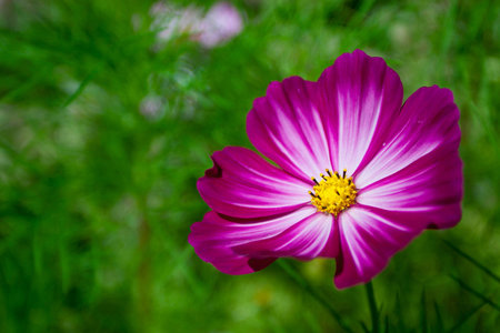 Violet pink cosmea, cosmos flower, cosmea on green backgroundの写真素材