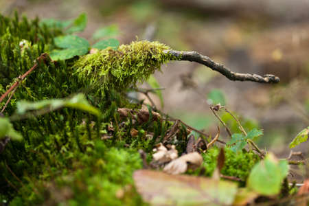 Forest macro, green leafs and moss, sunlightの写真素材