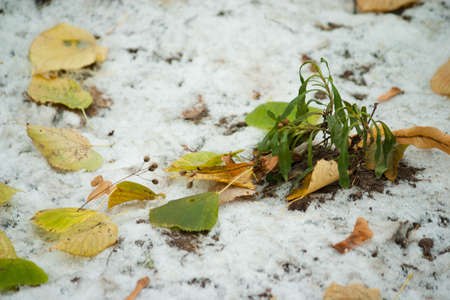 Beginning of winter, end of autumn, leaves under snow, frozen