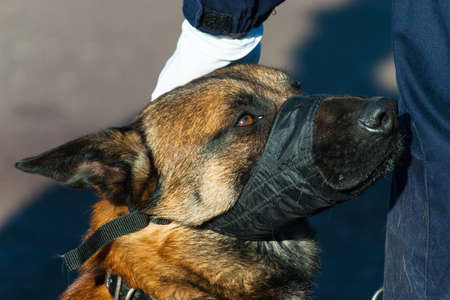 Gandarmerie, celebtation, cynologist, France, Le Chesnayの写真素材