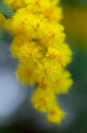 Yellow tender mimosa at spring timeの写真素材