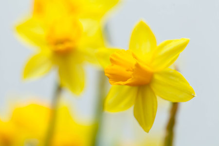 Yellow narcissus with green leaves on white background