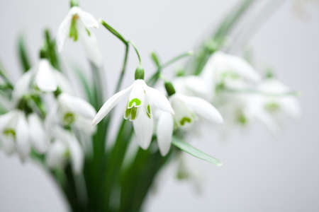 White lily of the valley in bouquet