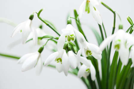 White lily of the valley in bouquetの写真素材