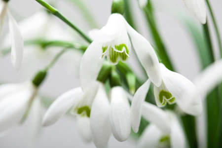 White lily of the valley in bouquet