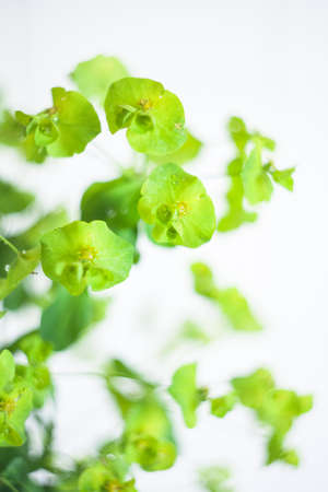 Green flower Euphorbia cyparissias cypress spurgeの写真素材