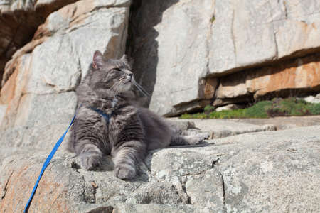 Domestic gray cat in mountainsの写真素材