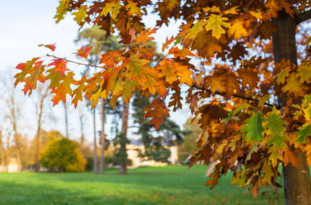 Autumn leaves and trees in Versailles park with sky and sun