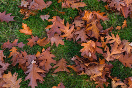 Autumn leaves and trees in Versailles park with sky and sun