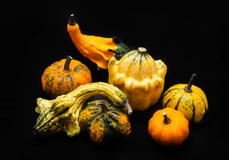 Colorful pumpkin and squash on black backgroundの写真素材