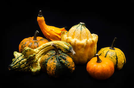 Colorful pumpkin and squash on black background