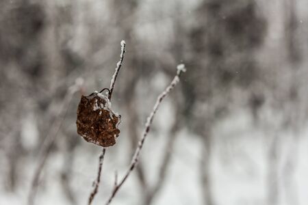 Trees under snow, winter park at Nordの写真素材