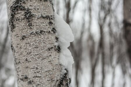 Trees under snow, winter park at Nord, Hibiny, Kirovskの写真素材
