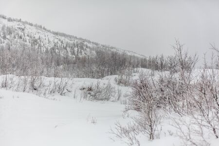 Trees under snow, winter park at Nord, Hibiny, Kirovskの写真素材