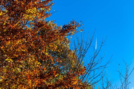 Golden leafs on blue sky at autumn sunny forestの写真素材