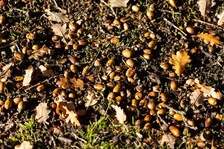 Acorns of oak fall at autumn sunny forestの写真素材
