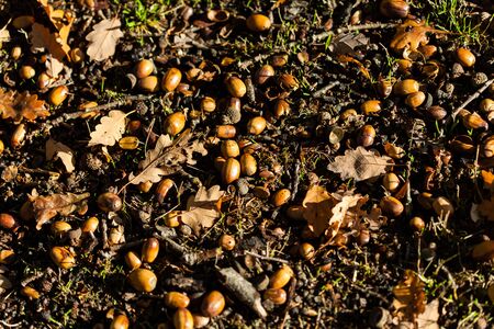 Acorns of oak fall at autumn sunny forestの写真素材