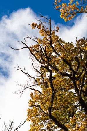 Golden leafs on blue sky at autumn sunny forestの写真素材