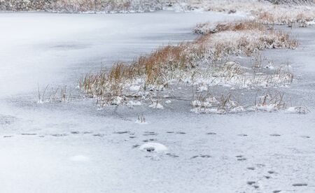 Snow flakes on leafs, frozen lake, beginning of whinter, first snowの写真素材