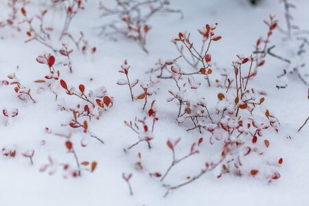 Snow flakes on leafs, beginning of whinter, first snowの写真素材