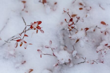 Snow flakes on leafs, beginning of whinter, first snowの写真素材