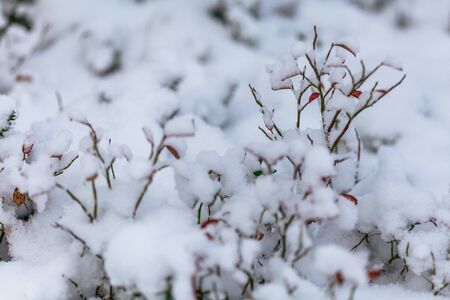 Snow flakes on leafs, beginning of whinter, first snowの写真素材