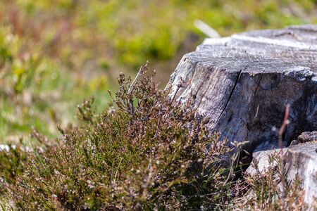 Old stump of tree in forest, gray stubの写真素材