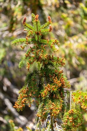 Young spruce needles green branch at springtime