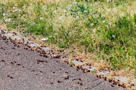 open dry cones of cypress on the groundの写真素材