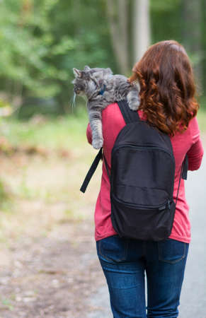 Walking with gray siberian cat with harness in forest parkの写真素材