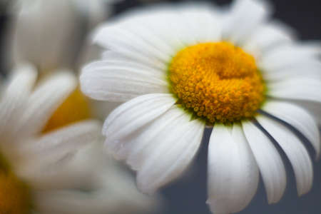 leucanthemum daisy flowers by helios in blurの写真素材