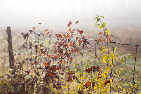 fog over the field, cold morning, late autumn in natural parkの写真素材