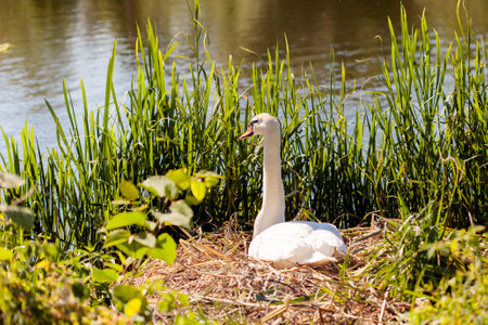 White swans on nest in grass protect eggsの写真素材