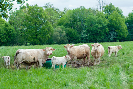 Group of white cows and calves stands closely together in a green pasture, some drinking from a bucketの写真素材