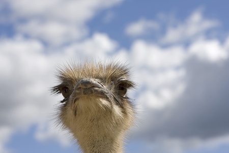 ostrich in the open-air cage on ostrich farmの写真素材
