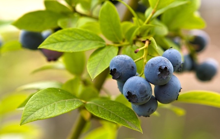 ripe great bilberryin the gardenの写真素材