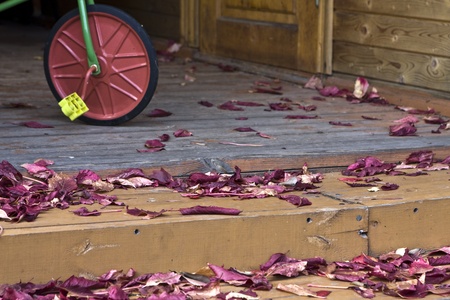 pink fallen leaves on a verandah of a desolated houseの写真素材