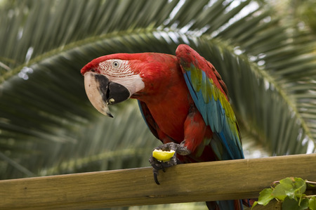 multicolored parrot eats lemon sitting on a pole