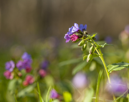 Very beautiful spring forest flowersの写真素材