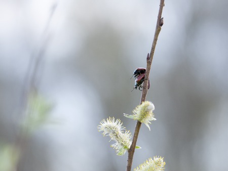 May bug on a willow branch