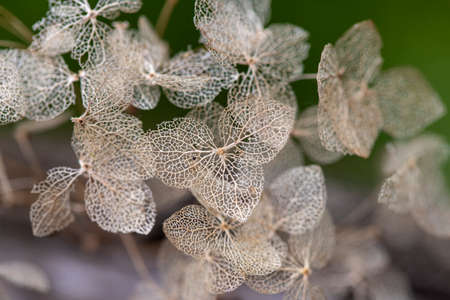 macro shot of a dried flowers