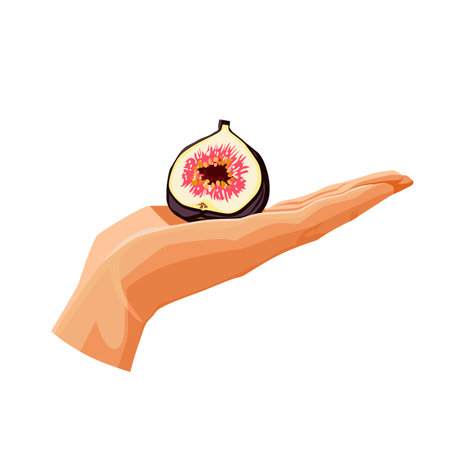 Freshly and healthy violet half figs in the palm of the hand isolated on white background. Vector illustration in flat style with dietary fruit. Clipart for card, banner, flyer, poster designのイラスト素材