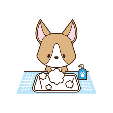 Corgi washing hands in washroomの写真素材