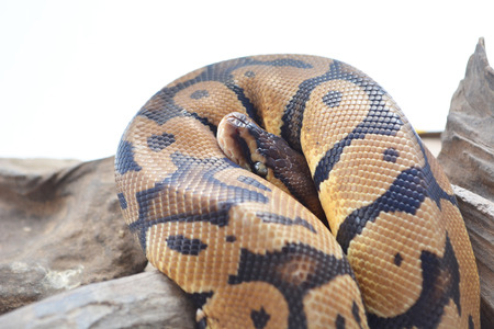 Snake on the wood.