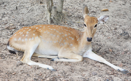 a deer in the forest.の写真素材