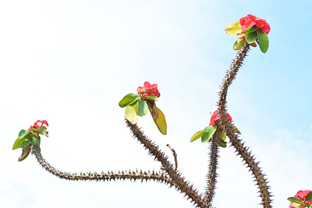 Euphorbia miliiの写真素材
